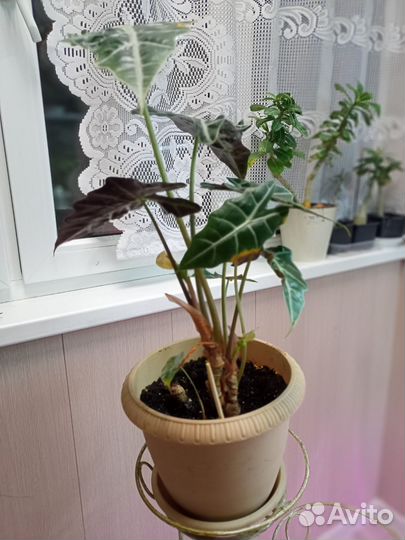 Сансевиерия