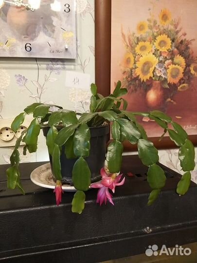 Декабристы