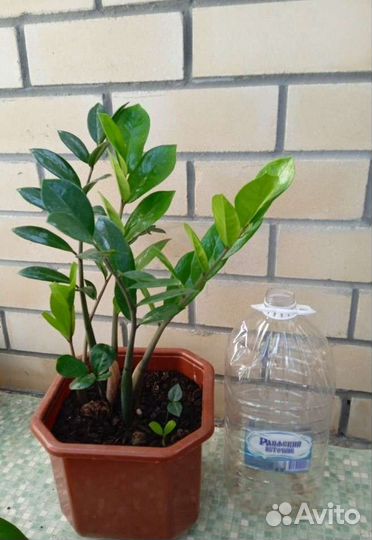 Замиокулькас