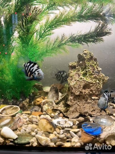 Милые, игривые, неприхотливые рыбки