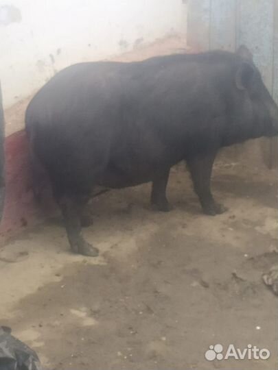 Вьетнамский вислобрюхий помесь с диким