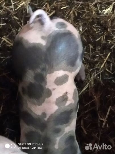 Поросята(Пьетрен).Хряк(Пьетрен)