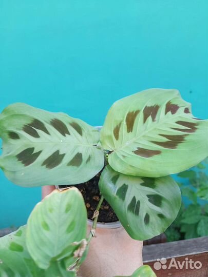 Маранта триколор и керховена