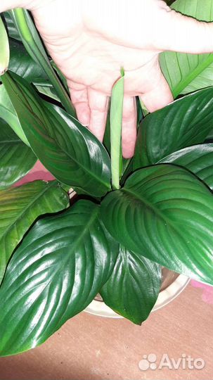 Спатифиллум блэк бьюти