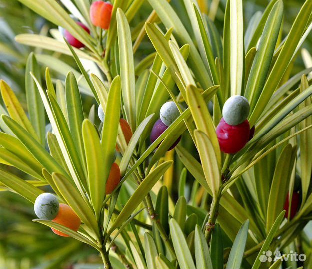 Подокарпус (ногоплодник) крупнолистный, семена