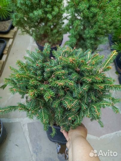 Ели карликов.Олендорфи,Томпа,Вилс Цверг, Литл Джем