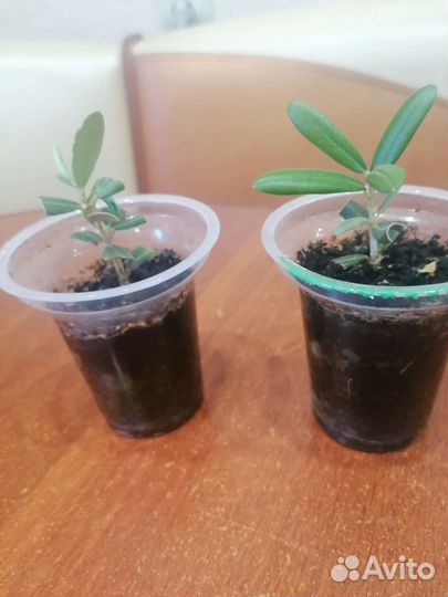 Оливковое дерево