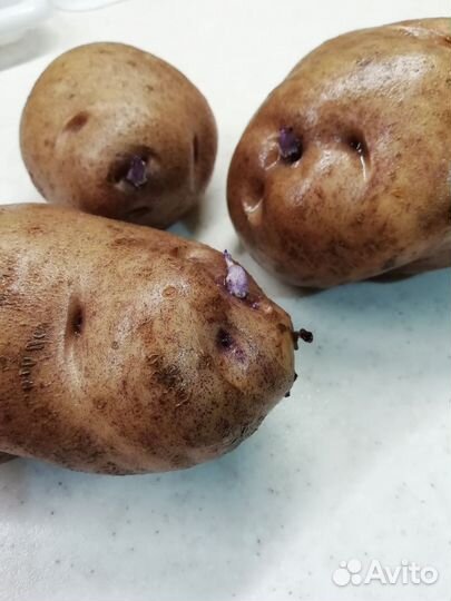Картофель Синеглазка семенной