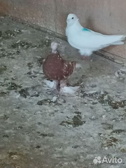 Голуби