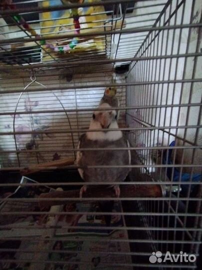 Попугай корелла с клеткой