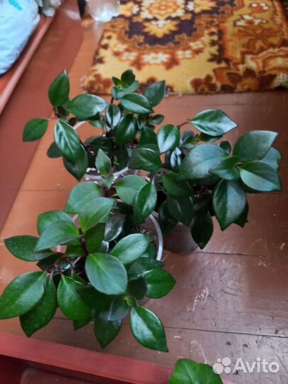 Нематантус (гипоцирта) тропикана (золотая рыбка)