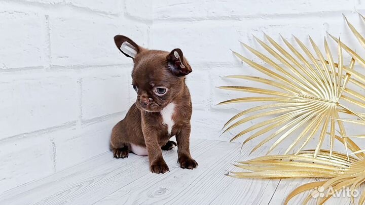 Резерв. Чихуахуа обворожительная девочка