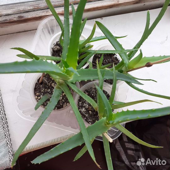 Алоэ лечебный