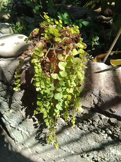 Вербейник монетчатый