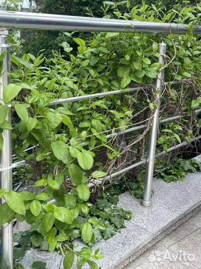 Морозостойкий вьющийся Фикус