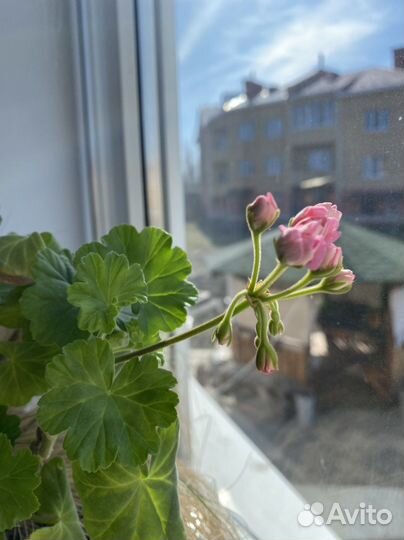 Пеларгонич, Цветочная композиция