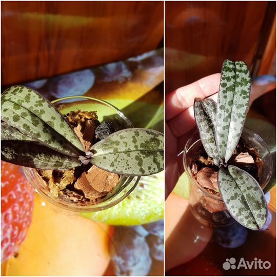 Орхидея фаленопсис