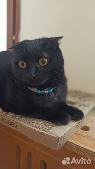 Ищем любящую семью для кошечки