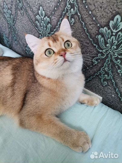 Кот шотландский прямоухий