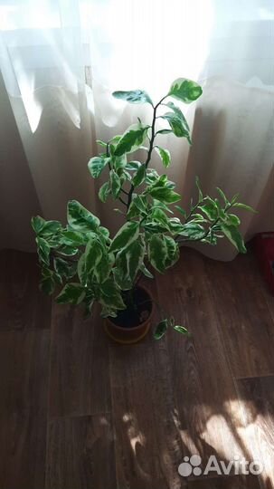 Педилантус, и т.д