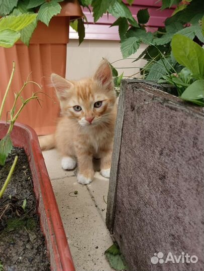 Котенок в дар бесплатно