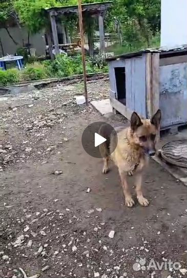 Отдам собаку в добрые руки