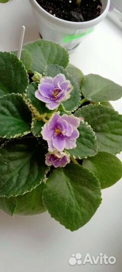 Комнатные цветы.Фиалки