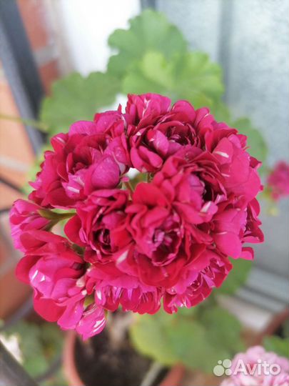 Пеларгония герань