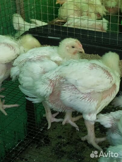 Крупные бройлеры подрощенные