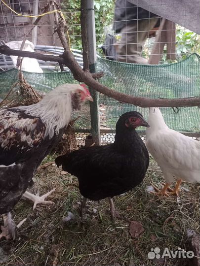 Петушки на мясо