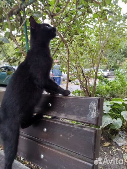 Кошки в добрые руки