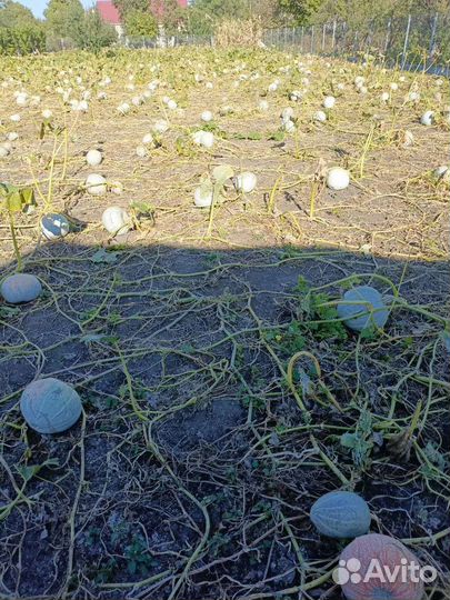 Тыква оптом