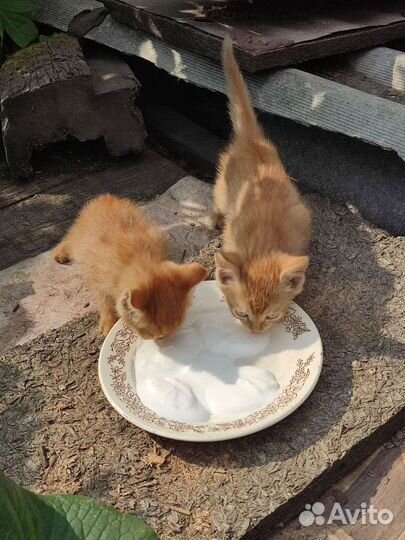 Отдам бесплатно животные