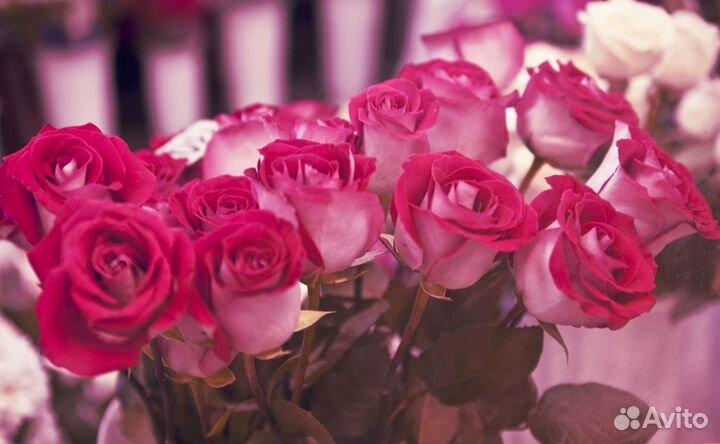 Розы, букет цветов, 101 роза, 51 роза Розы опт