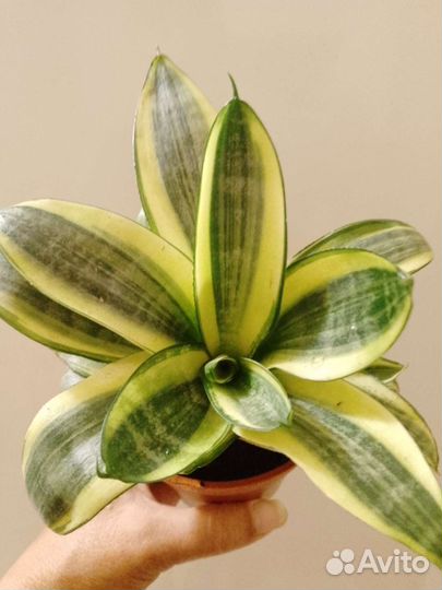 Сансевиерия ханни крео