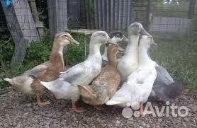 Гуси, утки на племя и на еду