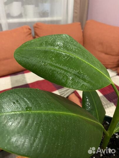 Фикус каучуконосный. Комнатные цветы