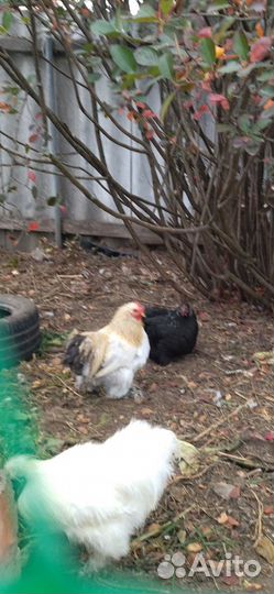 Куры бентамки