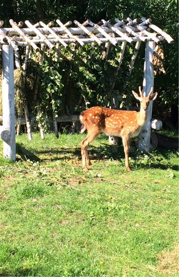 Дача 555 м² на участке 1,75 га