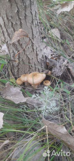 Грибы опята