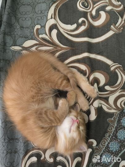Отдам котёнка в добрые руки