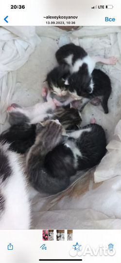 Кошка в дар бесплатно