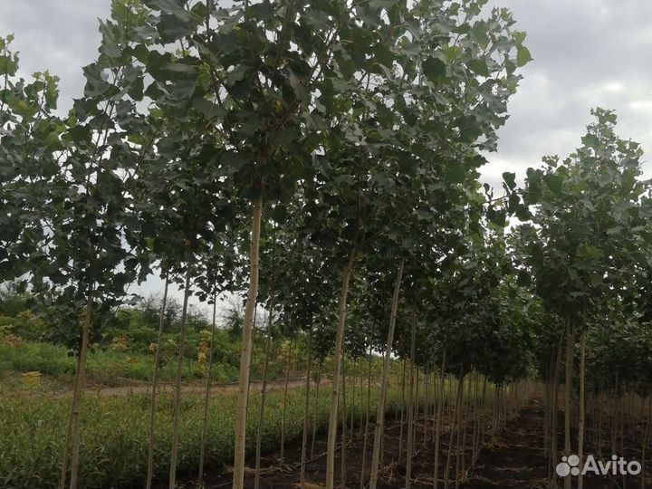 Тополь калоновидный пирамидальный берлинский канад