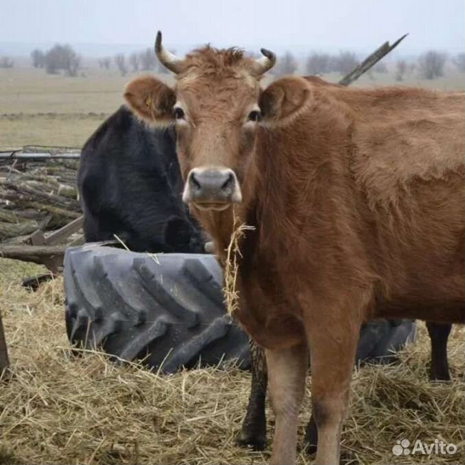 Бычки, телки коровы