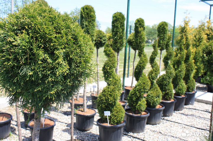 Туя Смарагд.Хвойные и декоративные растения