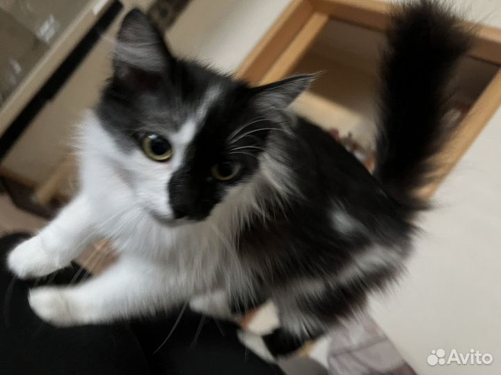 Кошка в добрые руки