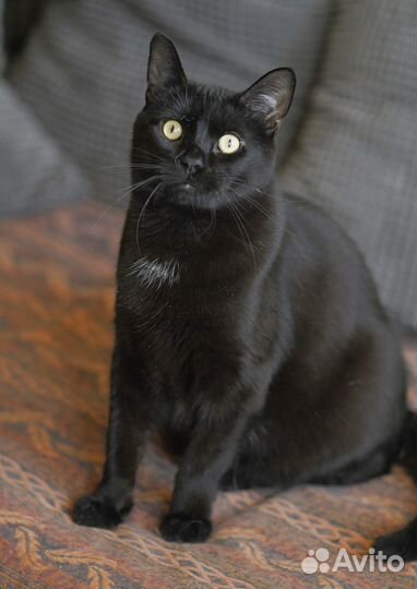 Черный кот в добрые руки