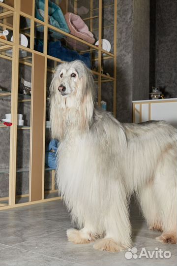 Стрижка собак бесплатно