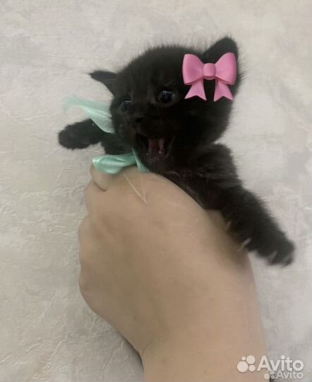 Британская