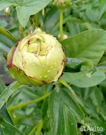 Пион розовый